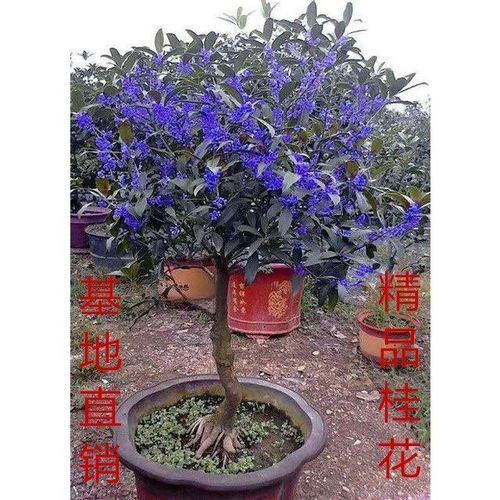 桂花树新品桂花紫云紫色桂花正宗桂花树苗盆栽桂花树开花苗