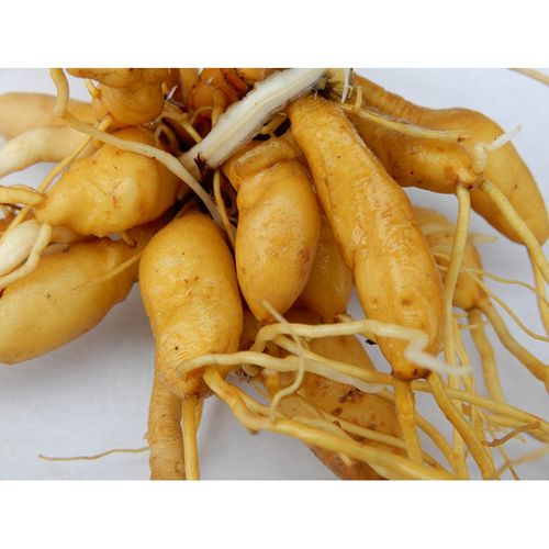 黄花菜根新鲜500g金针苗根萱草根忘忧草根黄花菜苗 500g