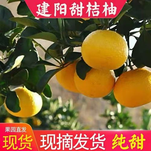 甜橘柚10斤礼盒装阳光一号新鲜水果现摘高山甜桔柚 5斤装 优选果(80