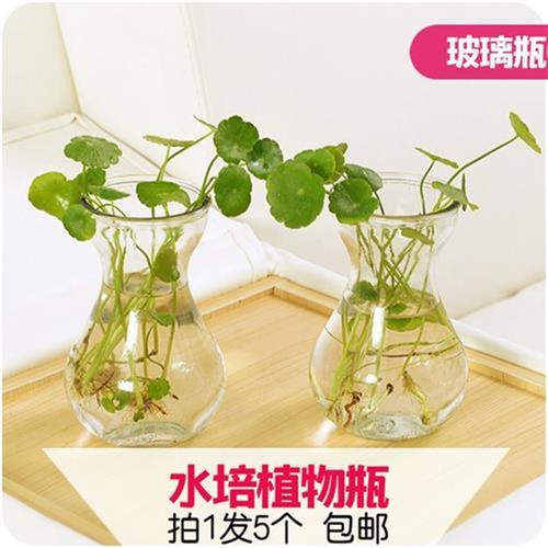 5个 风信子水h培植物花瓶水培容器透明玻璃瓶花盆s瓶插养花植物.