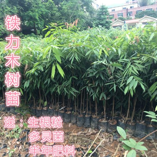 云南珍贵铁力木苗盆栽彩叶花木庭院观赏地栽铁梨木树苗盆栽