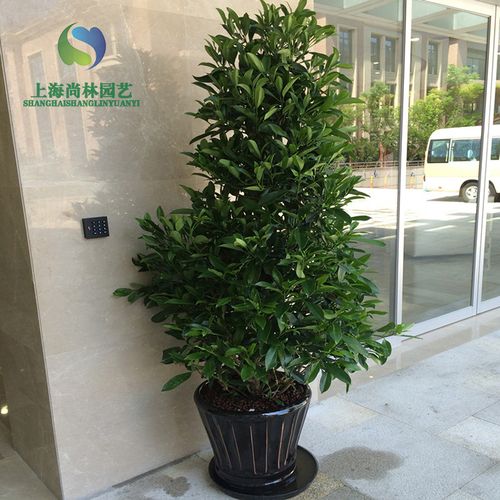 非洲茉莉花卉盆栽绿植上海植物租赁办公室花卉盆景吸甲醛防辐射