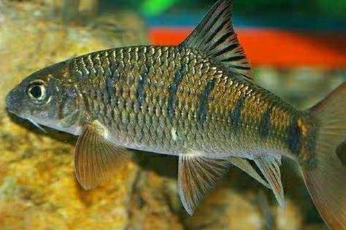 0/斤 淡水石斑 广东山区山坑溪石斑鱼淡水光唇鱼