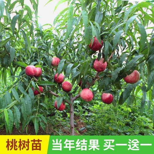 桃树果苗嫁接南北方种植当年结果特大桃子树早熟冬桃树苗水蜜桃苗
