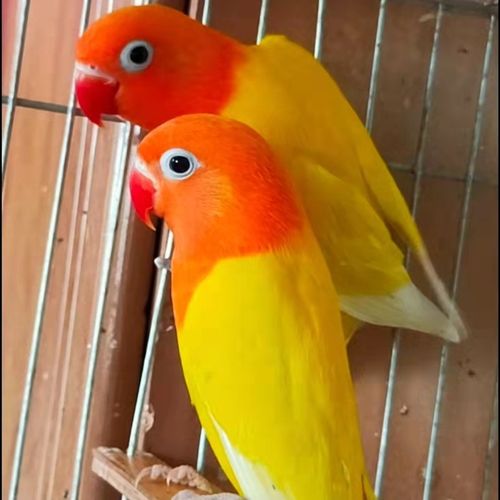 鹦鹉鸟彩色鸟活体黄桃绿桃黄金丝鹦鹉牡丹绿金丝牡丹蓝银绿银包活豪蚨