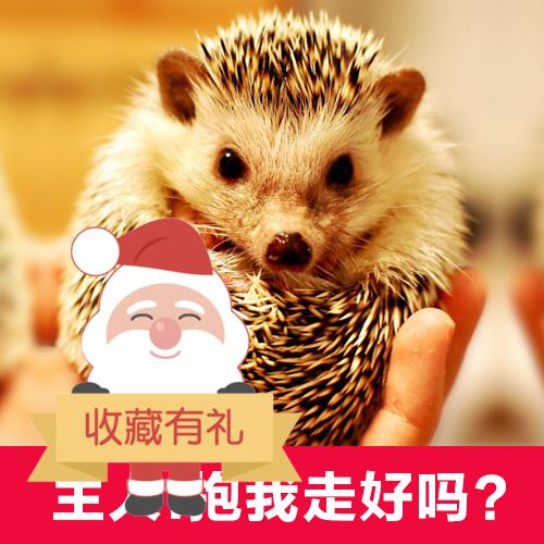非洲迷你刺猬活体 可爱萌宠 平托刺猬  大耳刺猬