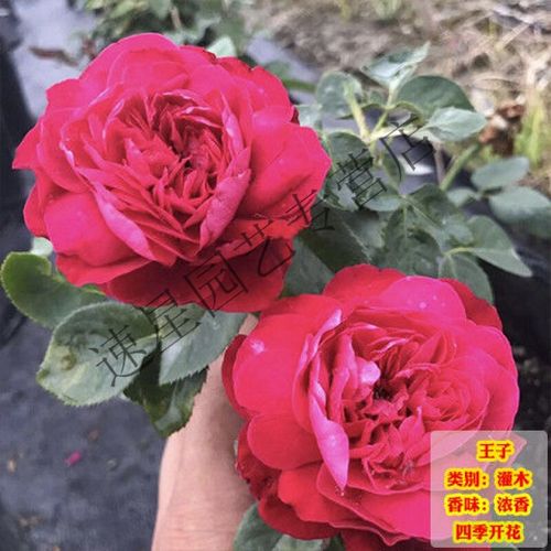 花】天狼月季花苗阳台盆栽绿植灌木花卉四季开花浓香大花欧月 王子(中