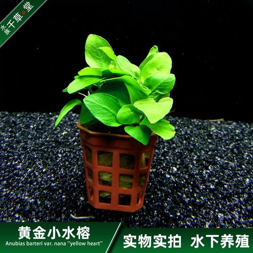 千草堂水族水草缸鱼缸造景淡水植物黄金小水榕活体水中叶易养易活