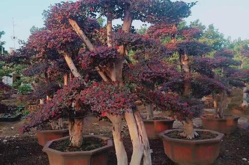 0/棵 造型红继木桩 红花继木