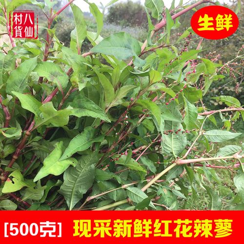 【新长的】现采辣蓼草 红辣蓼 红花辣马蓼辣寥 辣椒草