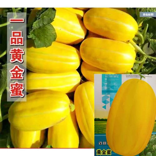 正品黄金蜜甜瓜种子超甜中早熟春夏冬四季农家大田甜掉牙水果香瓜