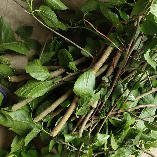 桑树枝 桑树木头 桑枝