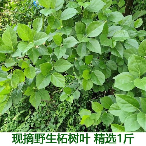 柘树叶新鲜现摘桑橙叶扎树叶喂幼虫幼蚕穿破石棉柘柘木鲜嫩树叶