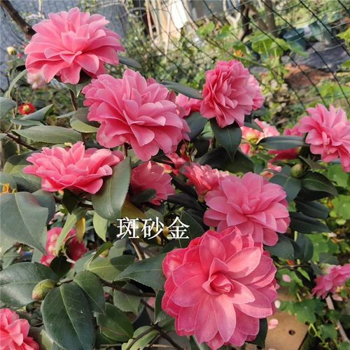 斑砂金茶花 盆栽茶花 花朵大茶花品种