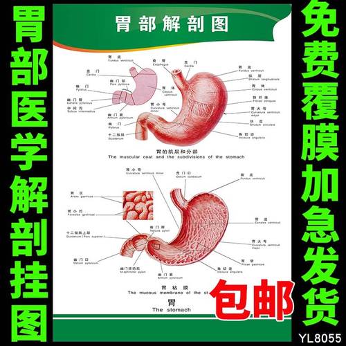 人体结构知识宣传海报展板 胃部解剖挂图 医院科室医学基础挂画