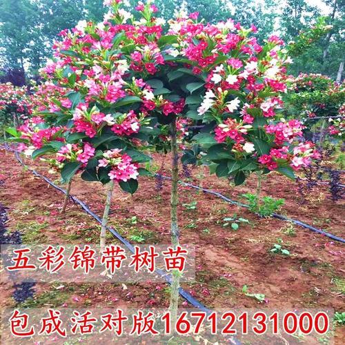 五彩锦带树苗别墅庭院绿化植物七彩红王子锦带花苗盆栽四季树苗
