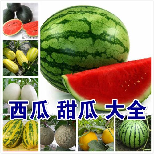 8424西农八号黑美人懒汉麒麟西瓜种子特大甜瓜早熟高产四季播.
