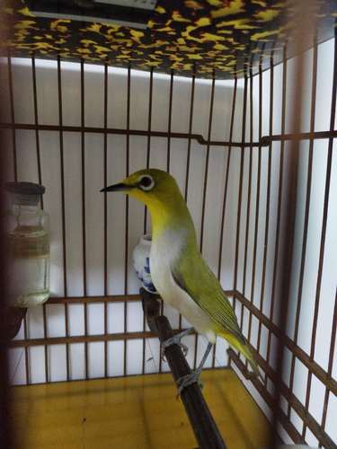 绣眼鸟食上色收身爱鸣叫适用暗绿红肋绣眼灰腹绣眼 南越绣眼黄腹