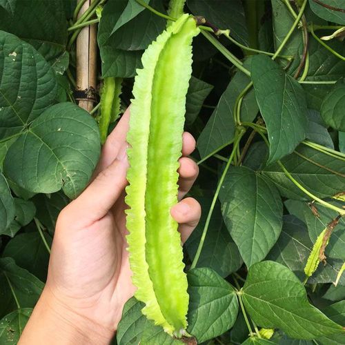 凌王f1四棱豆种子/种籽豆角苗 皇帝豆四角豆 高产四季蔬菜种苗孑
