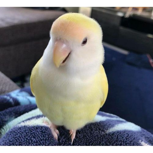kjhgf合法亲人手养牡丹鹦鹉日本桃宠物鸟观赏鸟爱情鸟 明黄色 日本桃