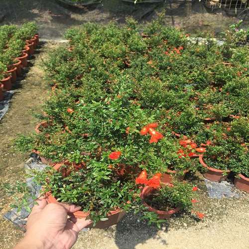 月季花苗盆栽玫瑰四季开花潮汕红花仙草刺仔抹仔草春草吉祥草喜庆