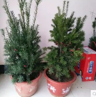 正宗曼地亚红豆杉盆景 红豆杉树苗盆栽 新房室内办公室植物曼地亚