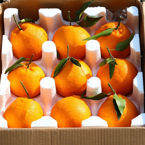 粑粑柑 四川春见耙耙柑丑橘子新鲜应当季水果桔子10斤丑八怪丑柑 正宗