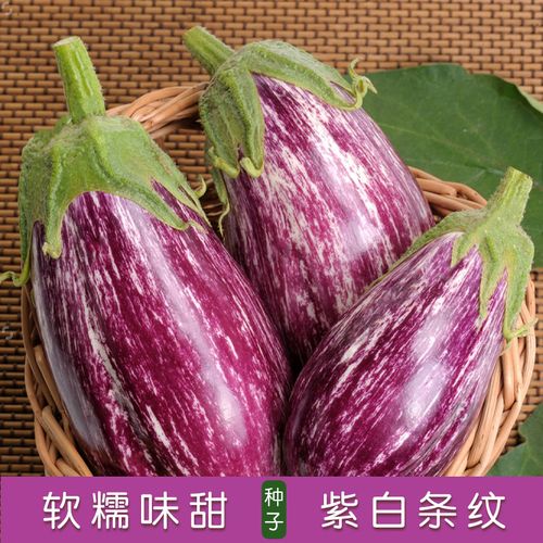 美国进口紫霞花茄子种子苗紫白条纹彩茄子种籽观赏食用春夏秋四季