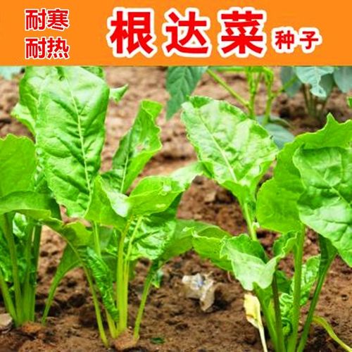 根达菜种子 牛皮菜 莙荙菜 君达菜种籽 盆栽蔬菜种子四季播种包邮