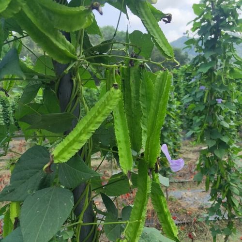 空运1斤到3斤海南三亚特产四角豆四棱豆杨桃龙豆皇帝豆新鲜菜 1斤装现