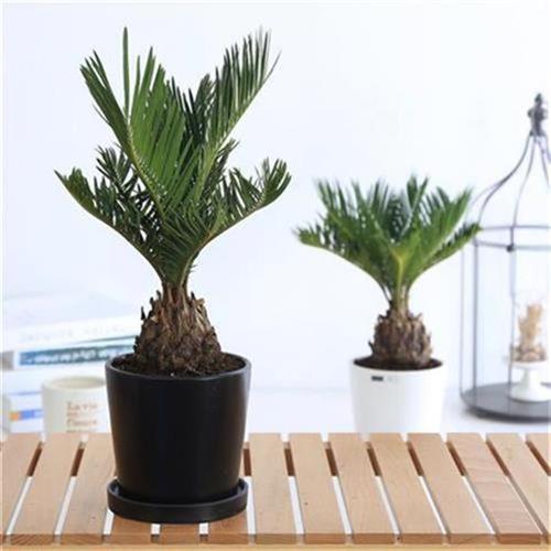 大型羊角龙dd花卉铁树盆栽盆x栽盆栽大龙花l盆室外土木植物植物缸