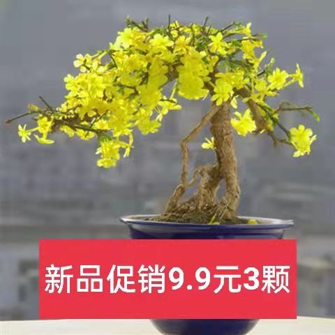 迎春花苗庭院别墅种植攀援花卉可盆栽春季开花迎春花盆景耐寒老桩