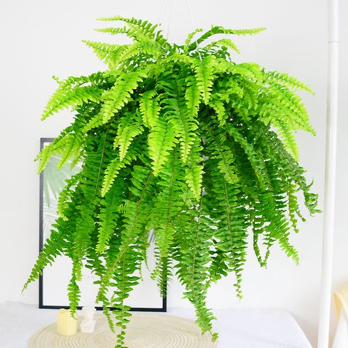波士顿蕨盆栽桌面室内长藤垂吊肾蕨蕨类吊兰植物吸甲醛耐阴绿植