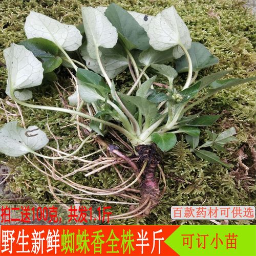 野生药材蜘蛛香半斤新鲜现货马蹄香缬草养心莲猫儿屎老虎七草药