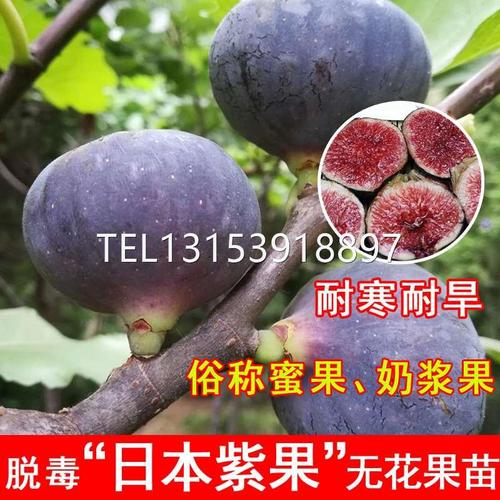 日本紫果无花果苗特大糖心紫果盆栽地栽北南方种植当年结果果树苗