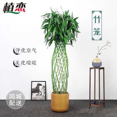 富贵竹编织富贵框竹竹笼室内好养净化空气去甲醛大型绿植盆栽杭州
