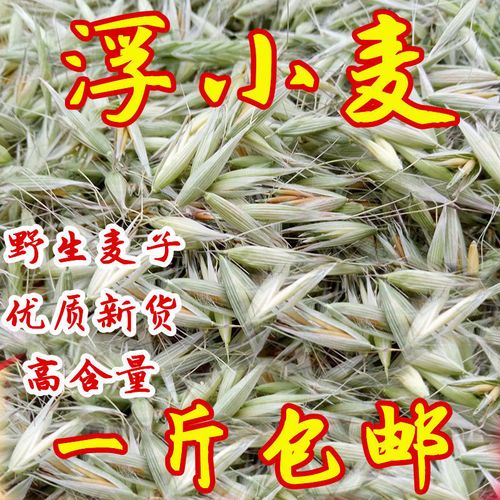 正品野生野麦子500g 正宗新货野小 浮小麦 野燕麦盗汗多汗断奶50g
