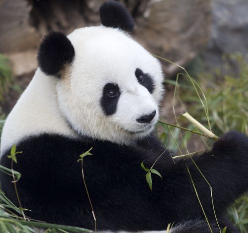 hd717珍稀动物国宝大熊猫摄影图片,绘画高清网传图库