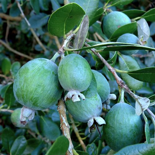 裸心花园菲油果盆栽苗斐济果常绿食用观赏花园庭院室外花卉植物