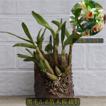 黑毛石斛 翅鄂翅萼石斛丛苗 盆栽盆景观赏花卉 浓香型石斛花 黑毛5-6