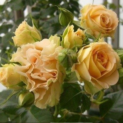 欧月古董蕾丝月季花苗四季欧月微型月季阳台盆栽绿植花卉蔷薇玫瑰