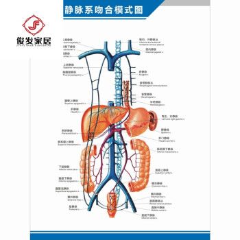 小15米(mi)米家生态家居同款科室挂图 人体血管分布图肝门静脉盆腔