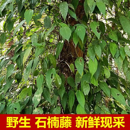 生新鲜石楠藤海风藤爬岩香野丁公藤石南藤老藤500g岩胡椒中草药