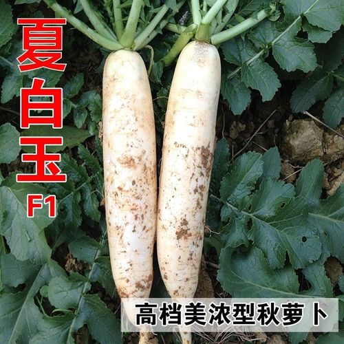 夏白玉萝卜种子 水果萝卜特大 夏季秋季播种 韩国品种 抗热萝卜