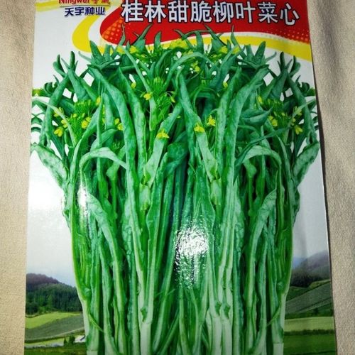 桂林甜脆柳叶菜心 柳叶菜心菜心种子 阳台蔬菜青菜种子可四季盆