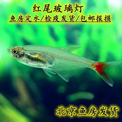 红尾玻璃扯旗灯鱼小型热带观赏鱼草缸精品可混养群游鱼淡水鱼活体