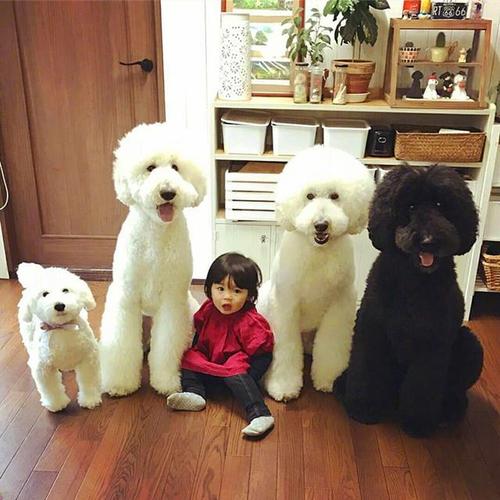 巨贵犬巨型贵宾幼犬大型活体巨型泰迪贵妇贵宾巨大型犬家庭宠物狗