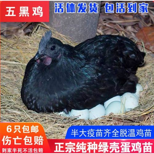 天弗纯种五黑鸡苗半大黑鸡活体绿壳蛋鸡五黑一绿脱温小鸡活苗 半斤五