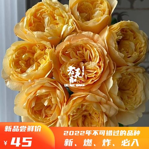 老花痴 缪斯女神 新品迪瑞特玫瑰月季花苗绿植花卉玫瑰阳台庭院盆