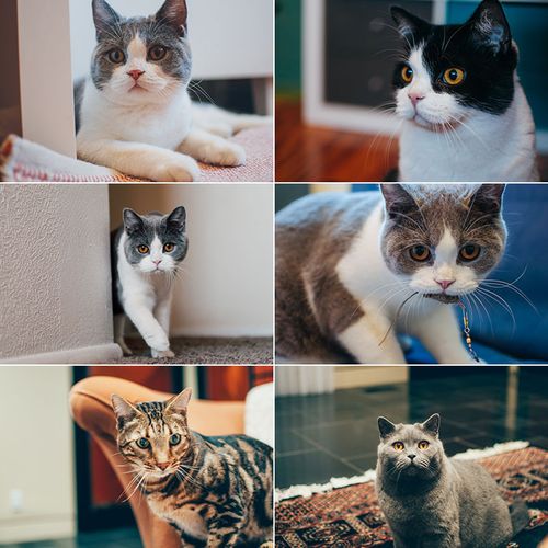 可爱猫猫猫咪宠物猫小猫咪萌宠小动物小猫摄影照片高清图片素材